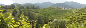 prosecco wine